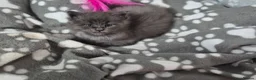 Maine Coon cats for sale: Stunning maine coon full pedigree kittens - Advert 15