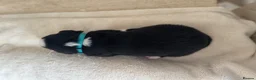 Mixed Breed dogs for sale: 5 Beautiful Bordernese Puppies  - Advert 23