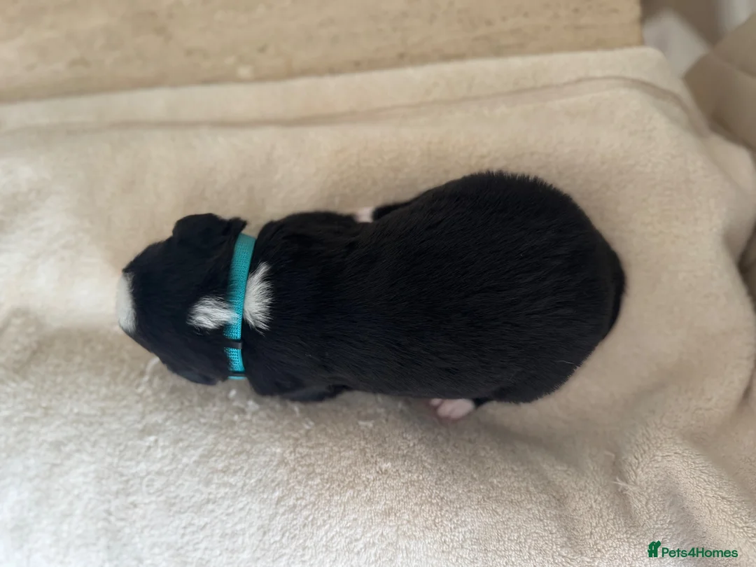 Mixed Breed dogs for sale: 5 Beautiful Bordernese Puppies  - Advert 23