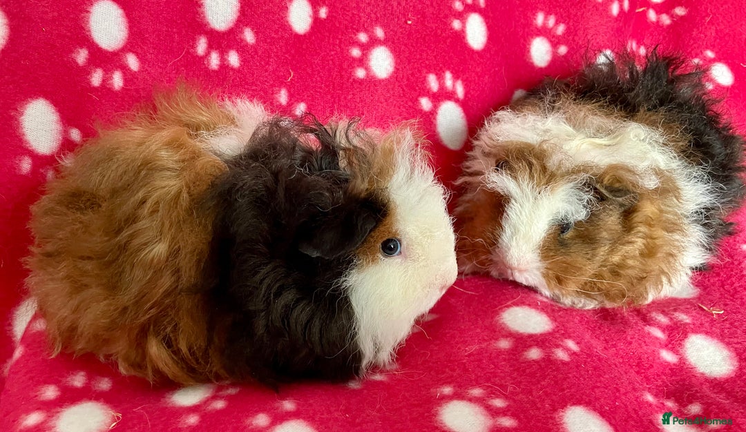 Guinea Pig rodents for sale: Pure bred Texel Baby Boars. - Image 2