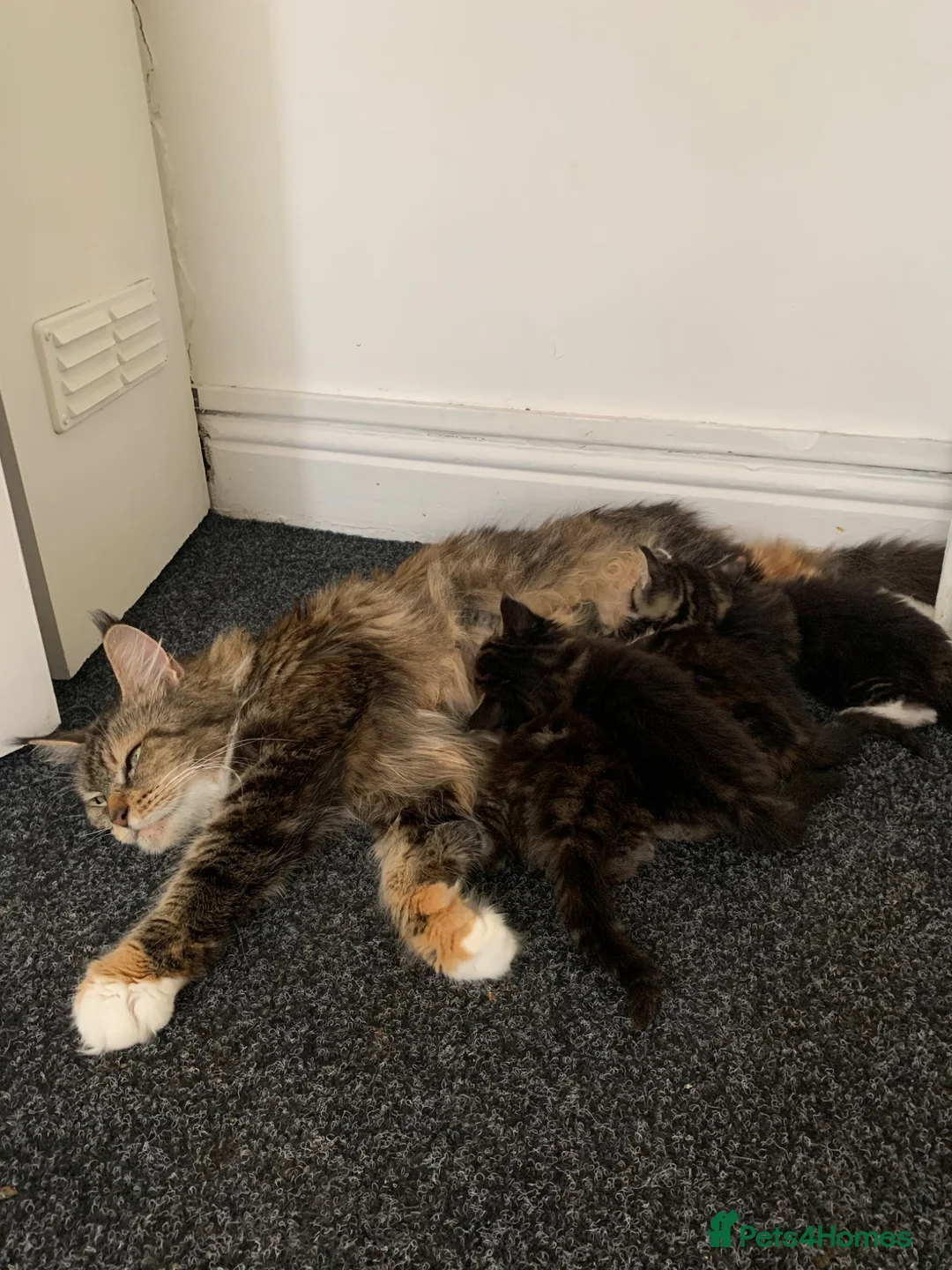 Mixed Breed cats for sale: Mixed Main Coon kittens  - Advert 13