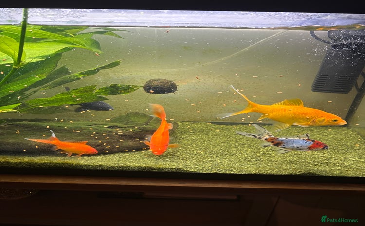 Goldfish fish Full tank and fish for sale  - Advert 1