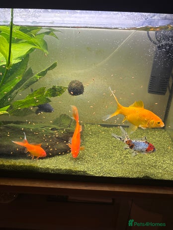 Goldfish fish Full tank and fish for sale - Advert 1