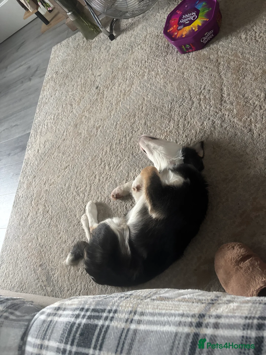 Border Collie dogs for sale: Male border collie  - Advert 3