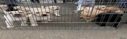 Labrador Retriever dogs for sale: Beautiful KC Registered Labrador Puppies  - Advert 11