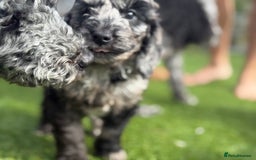 Cockapoo dogs for sale: Stunning best quality cockapoo puppies - Image 7