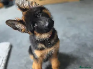 German Shepherd dogs Gorgeous KC Registered Male German Shepherd - Advert 2