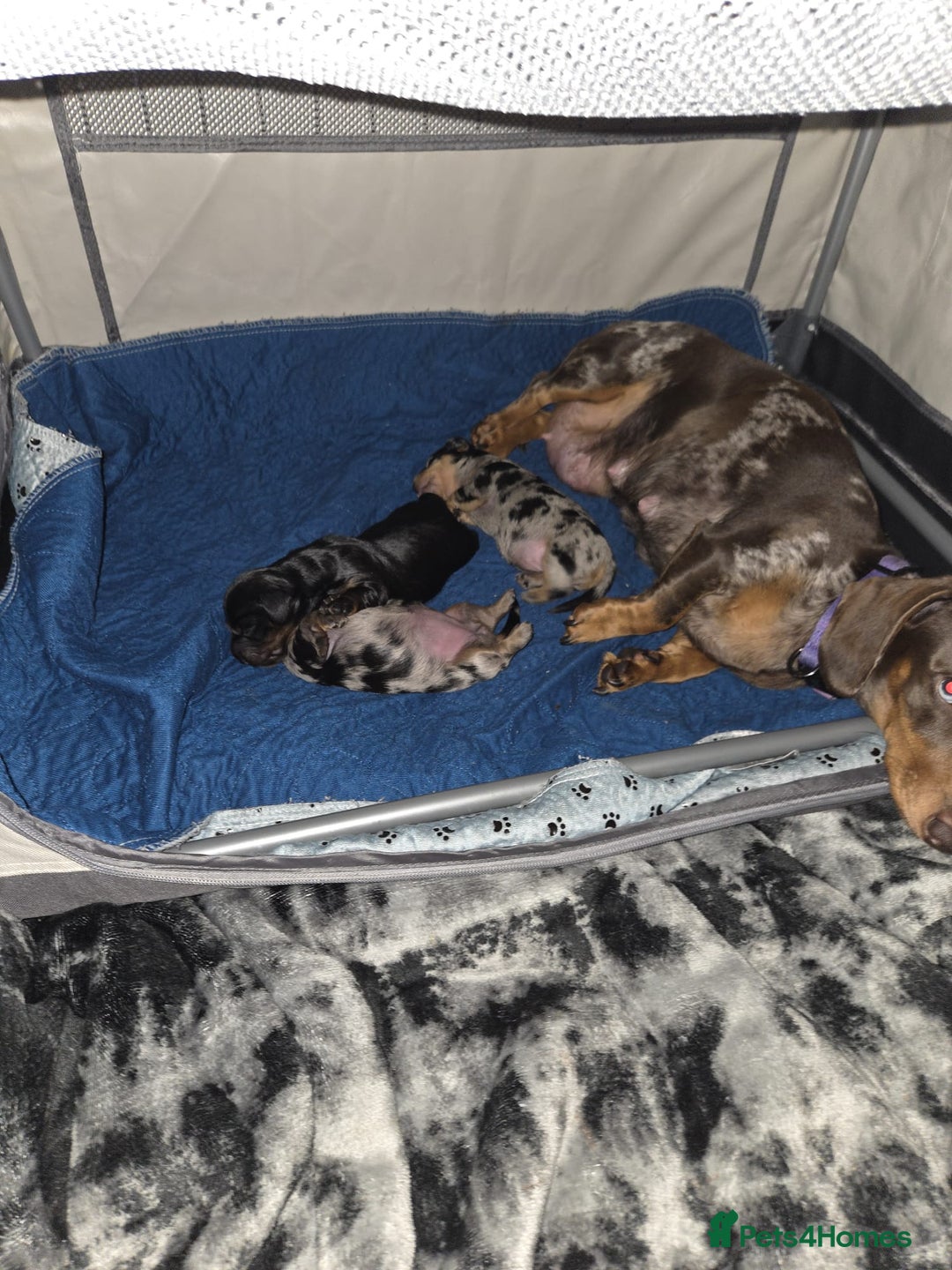 Miniature Dachshund dogs for sale: Miniature dachshund  - Image 1