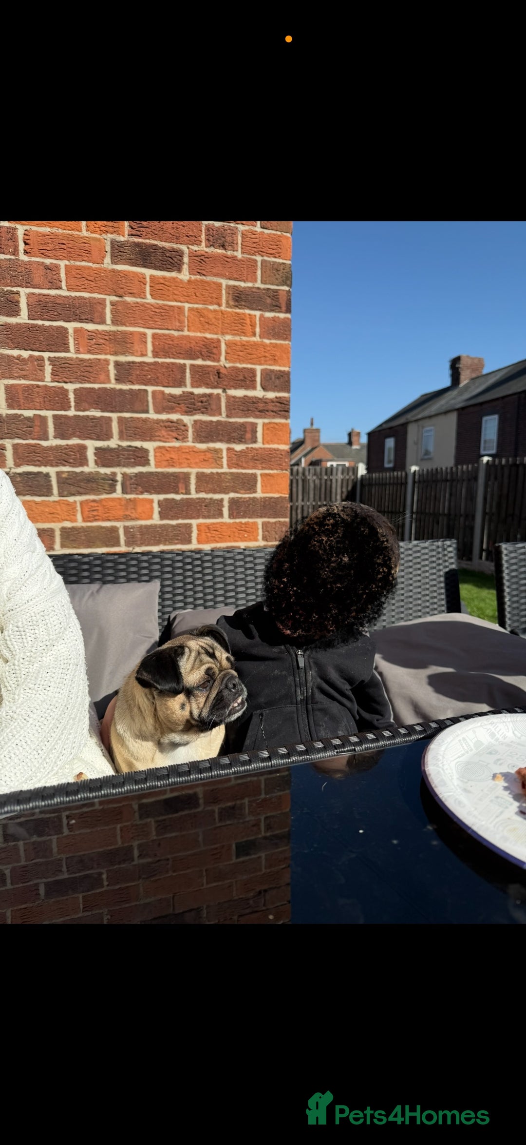 Pug dogs for sale: 🐾 Loving Home Needed for Minnie 🐾 - Image 4