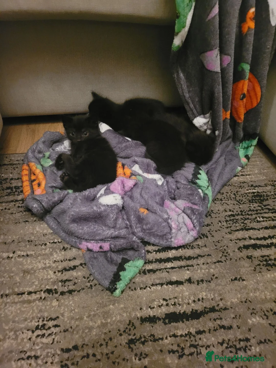 Mixed Breed cats for sale: Gorgeous litter of 6 kittens - Advert 15