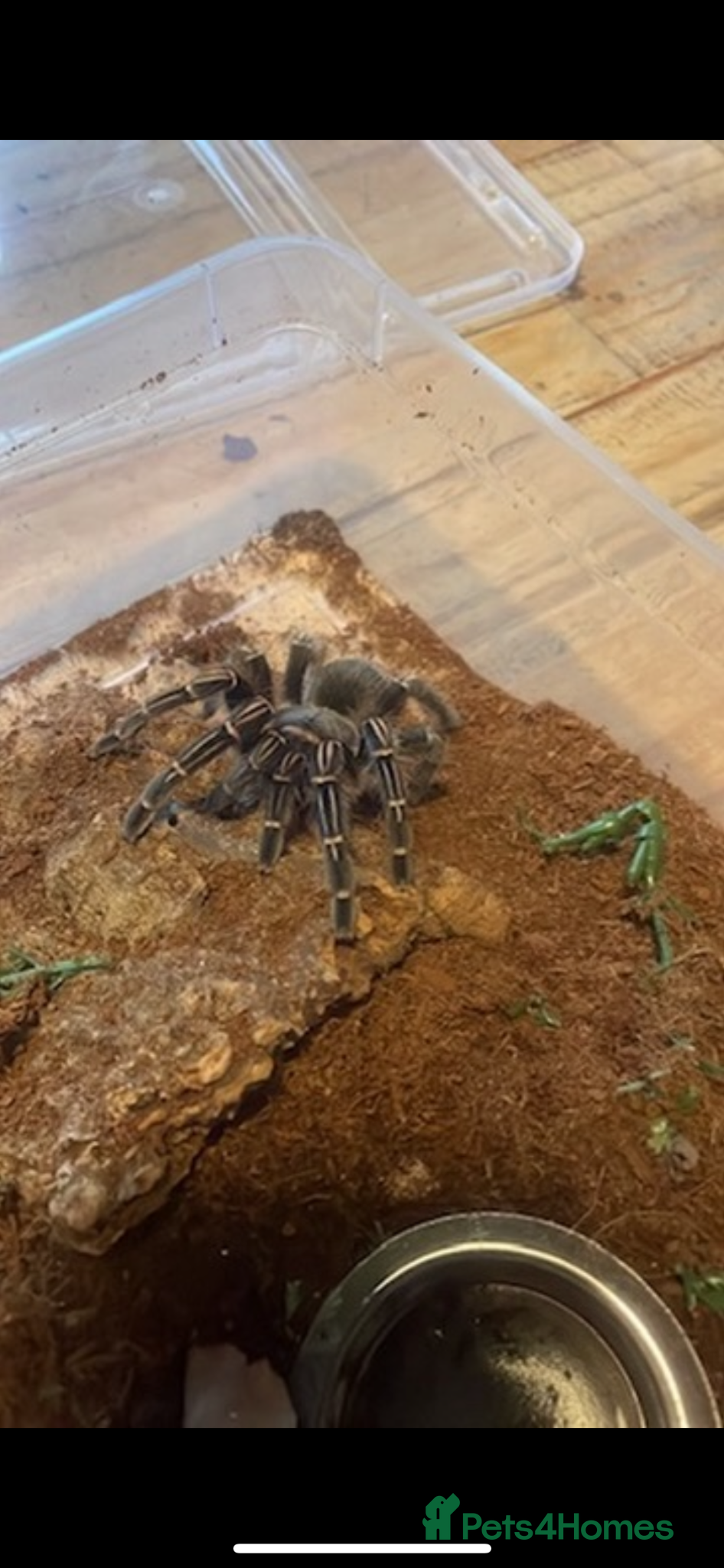 Tarantulas invertebrates Tarantula collection  - Advert 12