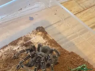 Tarantulas invertebrates Tarantula collection - Advert 12