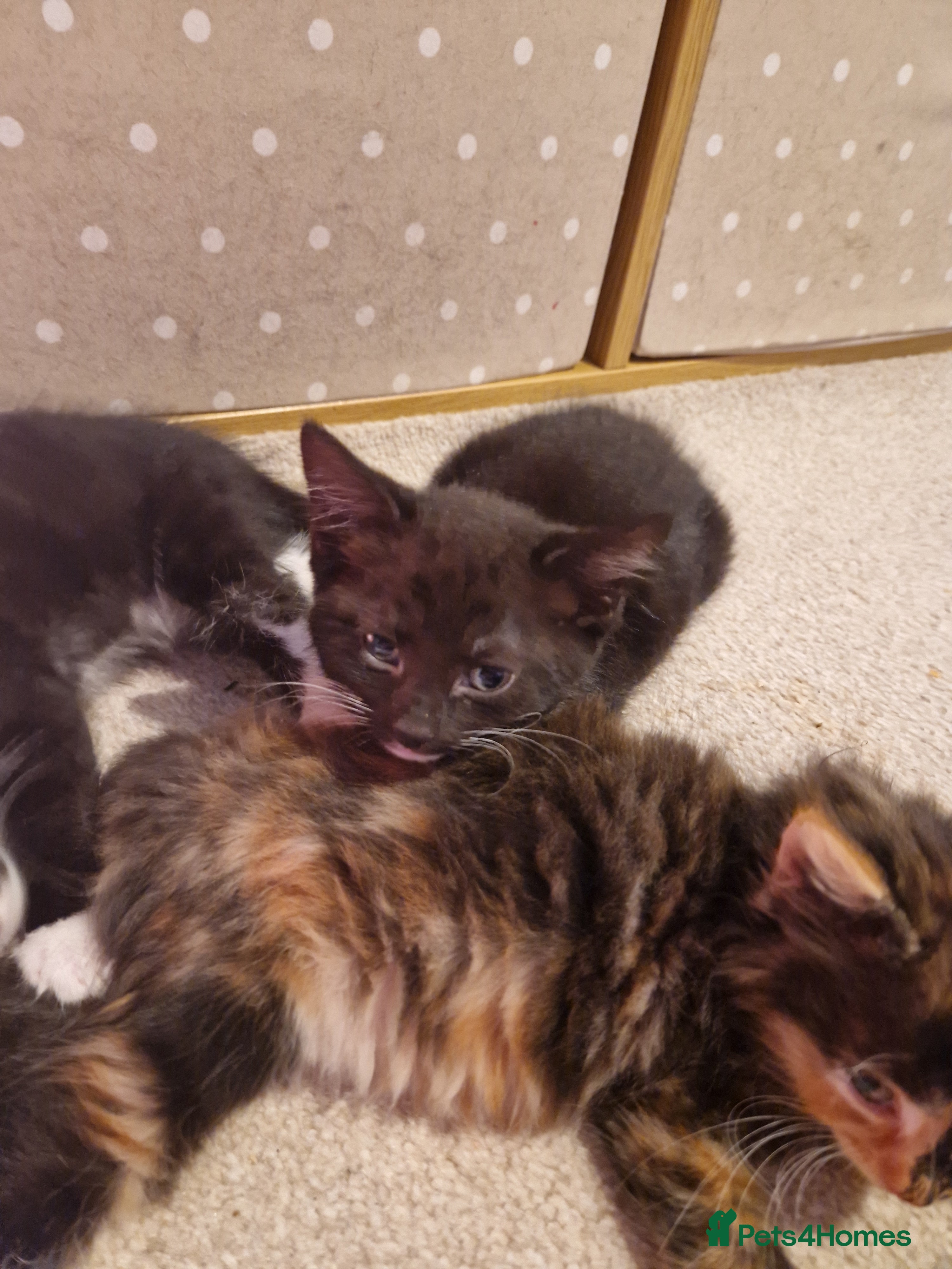 Maine Coon cats Maine coon x - Advert 1