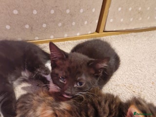 Maine Coon cats Maine coon x - Advert 2