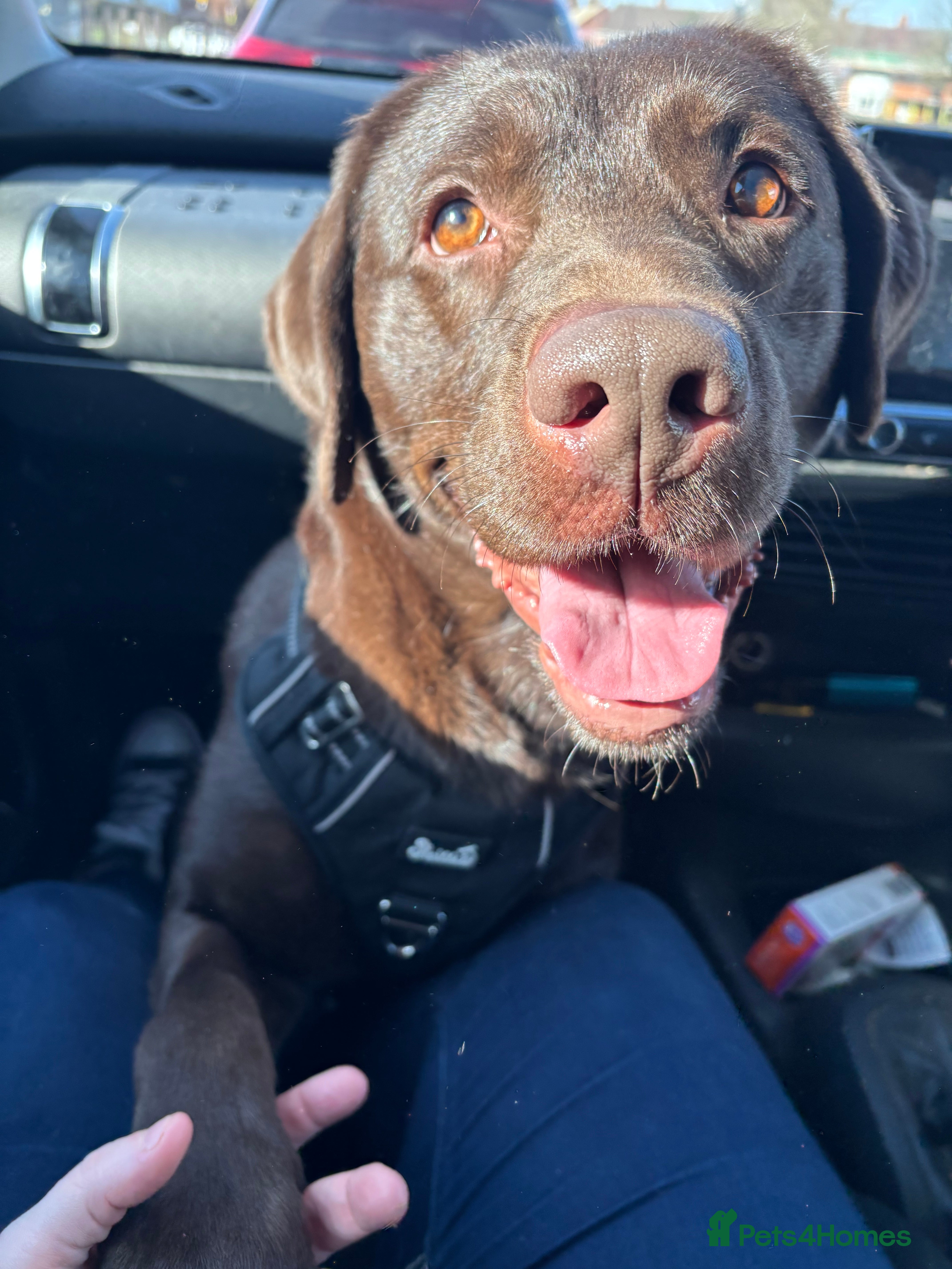 Labrador Retriever dogs Chocolate Labrador  - Advert 4