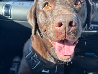 Labrador Retriever dogs Chocolate Labrador - Advert 4