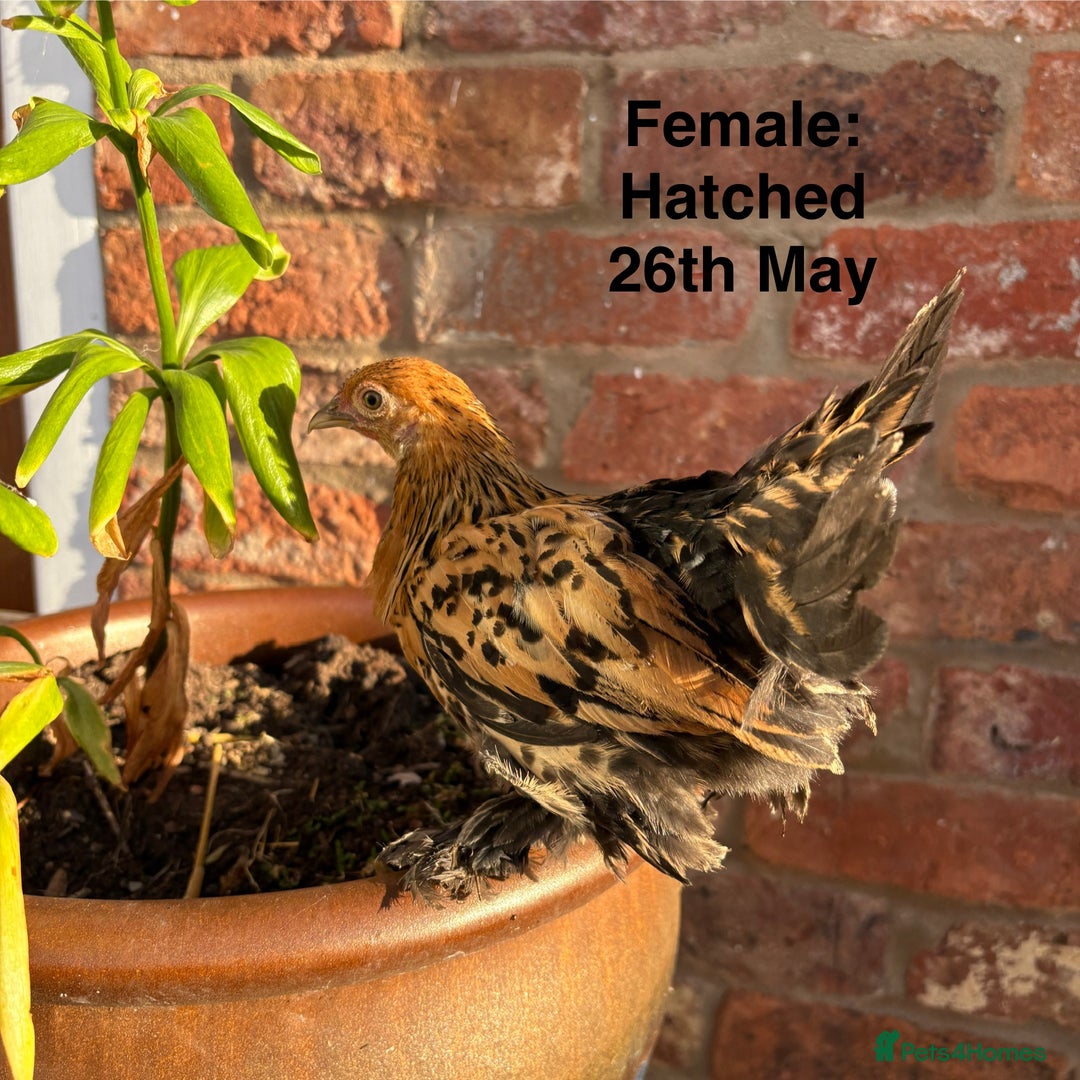 Chickens poultry for sale: Sablepoot Booted Bantam Growers (Female & Male) - Image 2