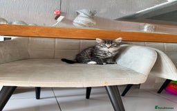 Mixed Breed cats for sale: 2 Mixed kittens - Image 1
