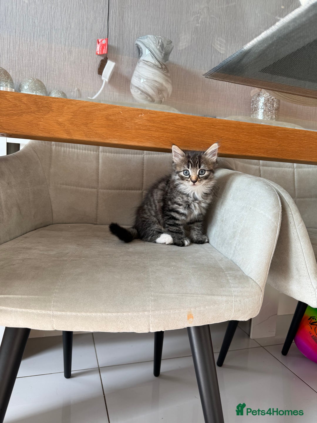 Mixed Breed cats for sale: 2 Mixed kittens - Image 1