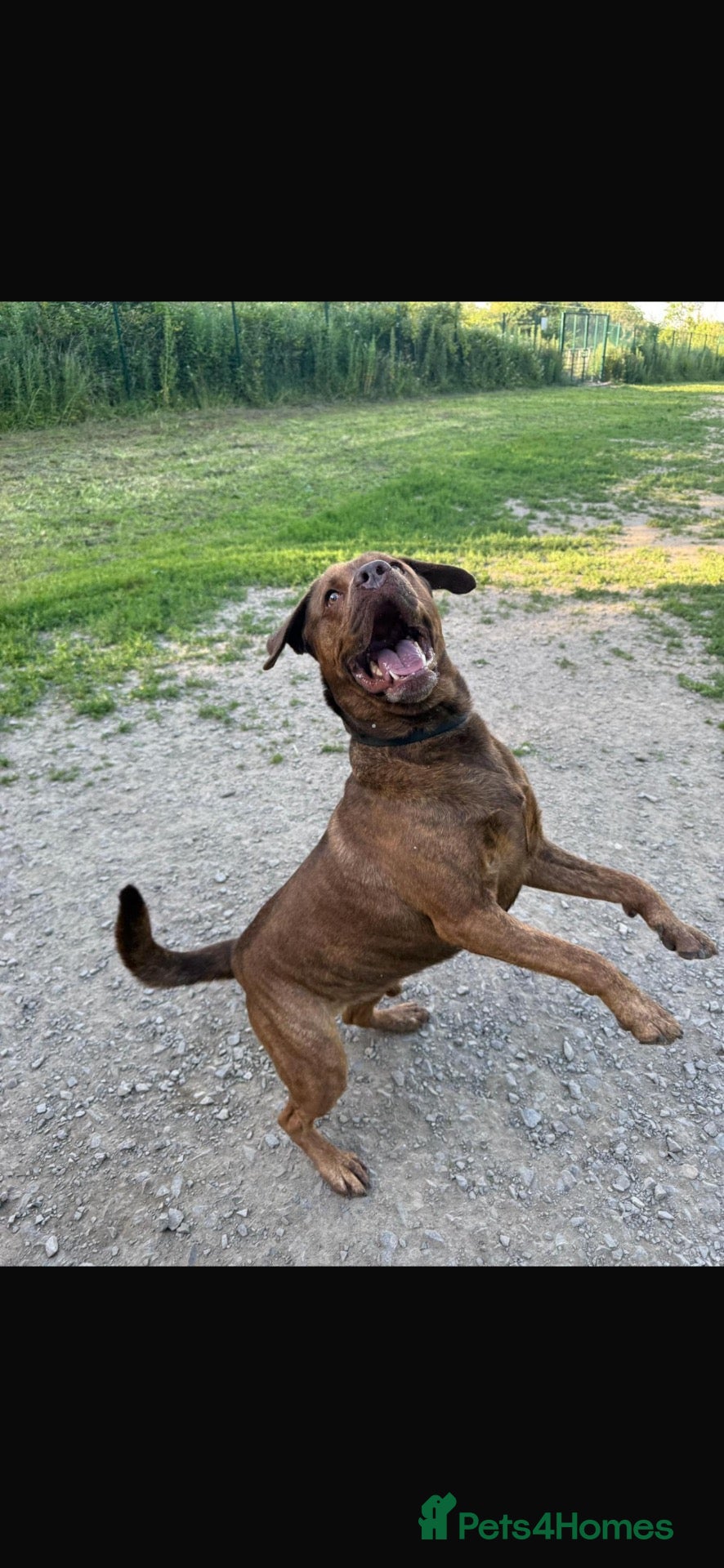 Mixed Breed dogs Lab gross  - Advert 1