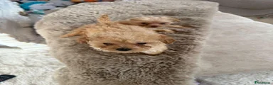 Maltipoo 1