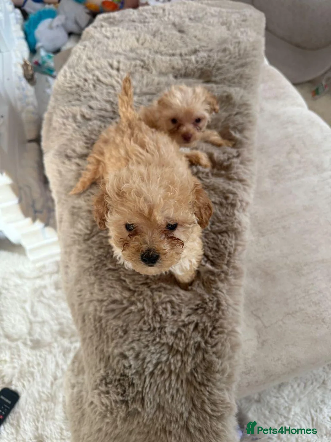 Maltipoo dogs for sale:  BEAUTIFUL MALTIPOO PUPPIES in London - Advert 2