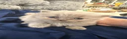 British Shorthair cats for sale: British Shorthair Kittens – 1 Boy & 2 Girls - Advert 15