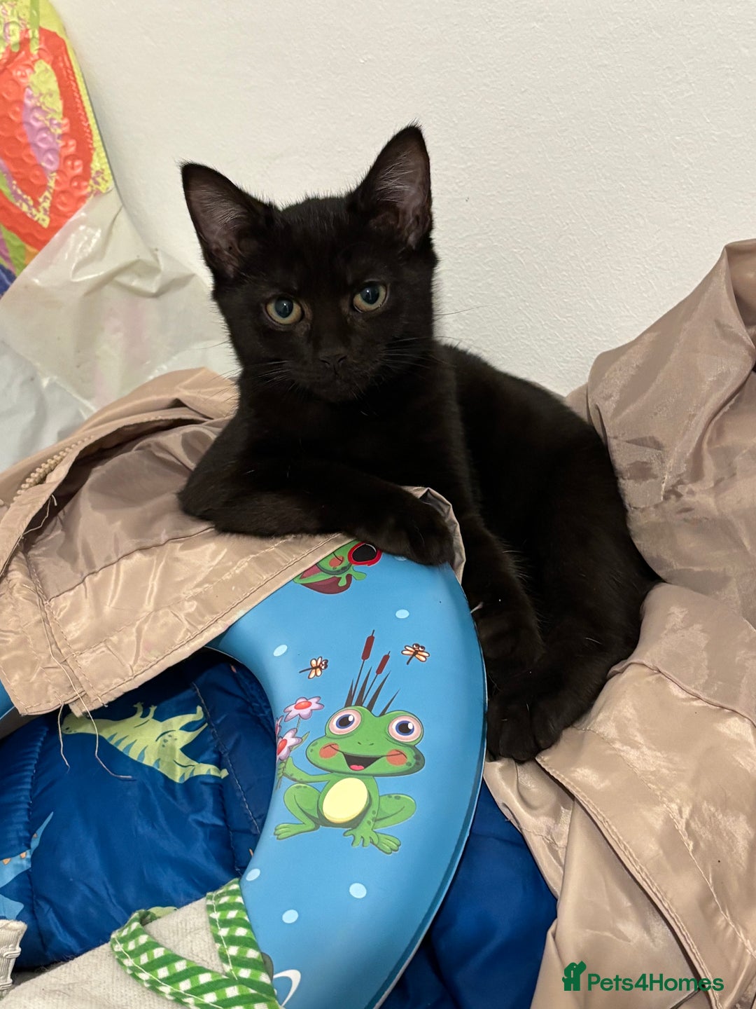 Domestic Shorthair cats for sale: Five kittens for sale  - Image 5