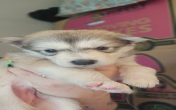 Alaskan Malamute dogs for sale: 3/4 Alaskan Malamute 1/4 Husky - Image 2