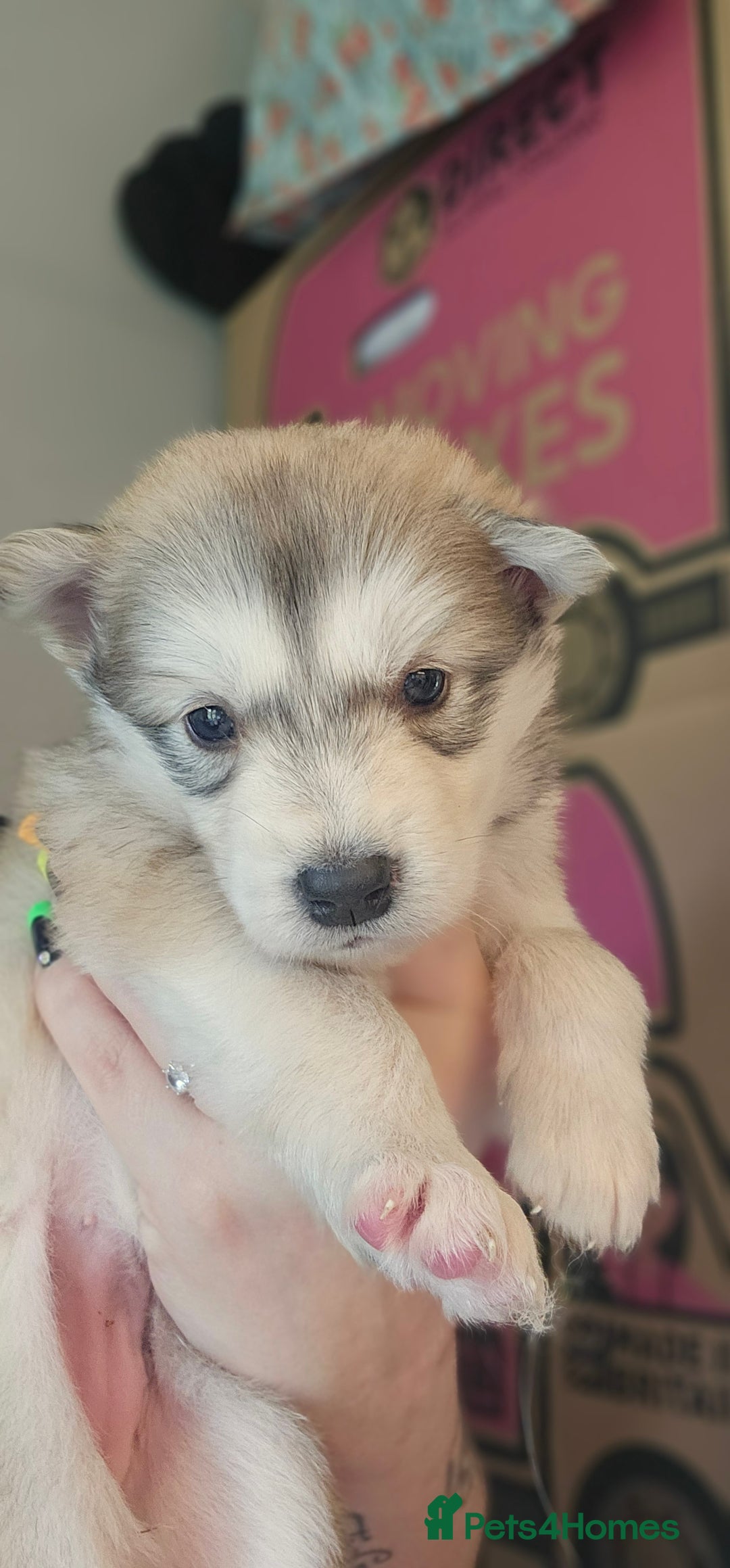 Alaskan Malamute dogs for sale: 3/4 Alaskan Malamute 1/4 Husky - Image 2