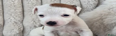 Jack Russell Puppy 2
