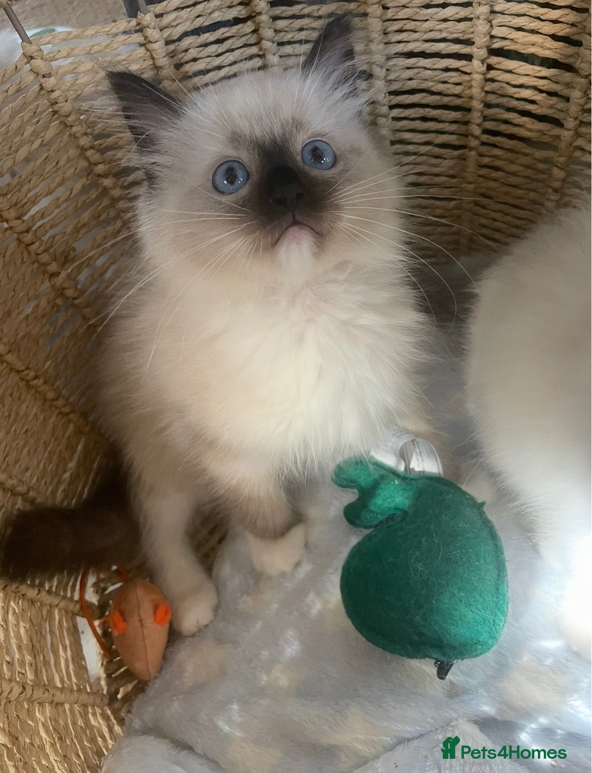 Ragdoll cats Ragdoll boy  - Advert 1