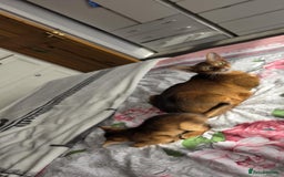 Abyssinian cats for sale: One little girls looking for new homes  - Image 4