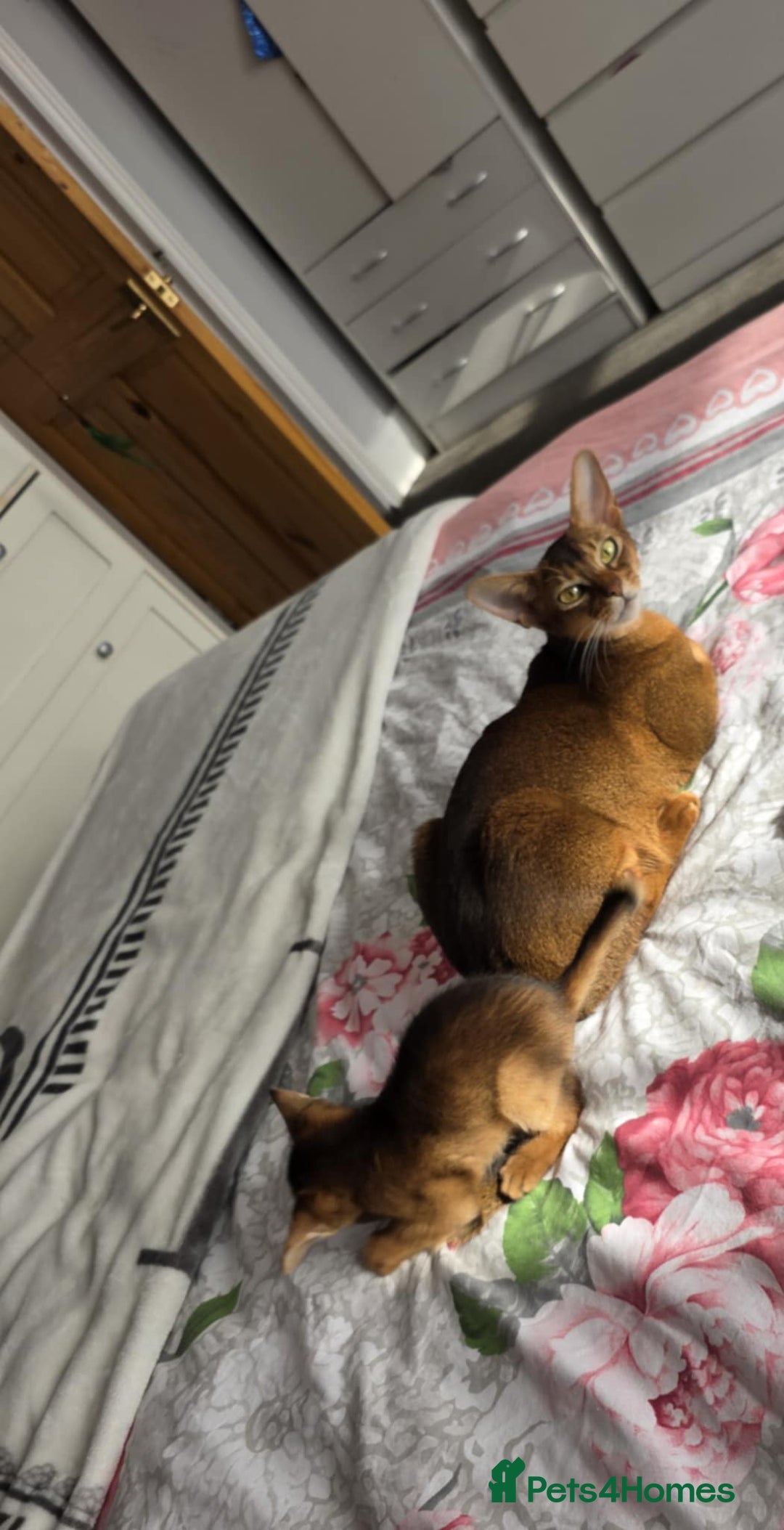 Abyssinian cats for sale: One little girls looking for new homes  - Image 4