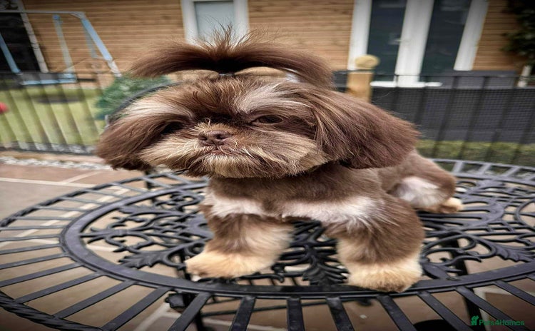 Shih Tzu dogs - Advert 2