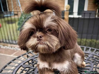 Shih Tzu dogs - Advert 2