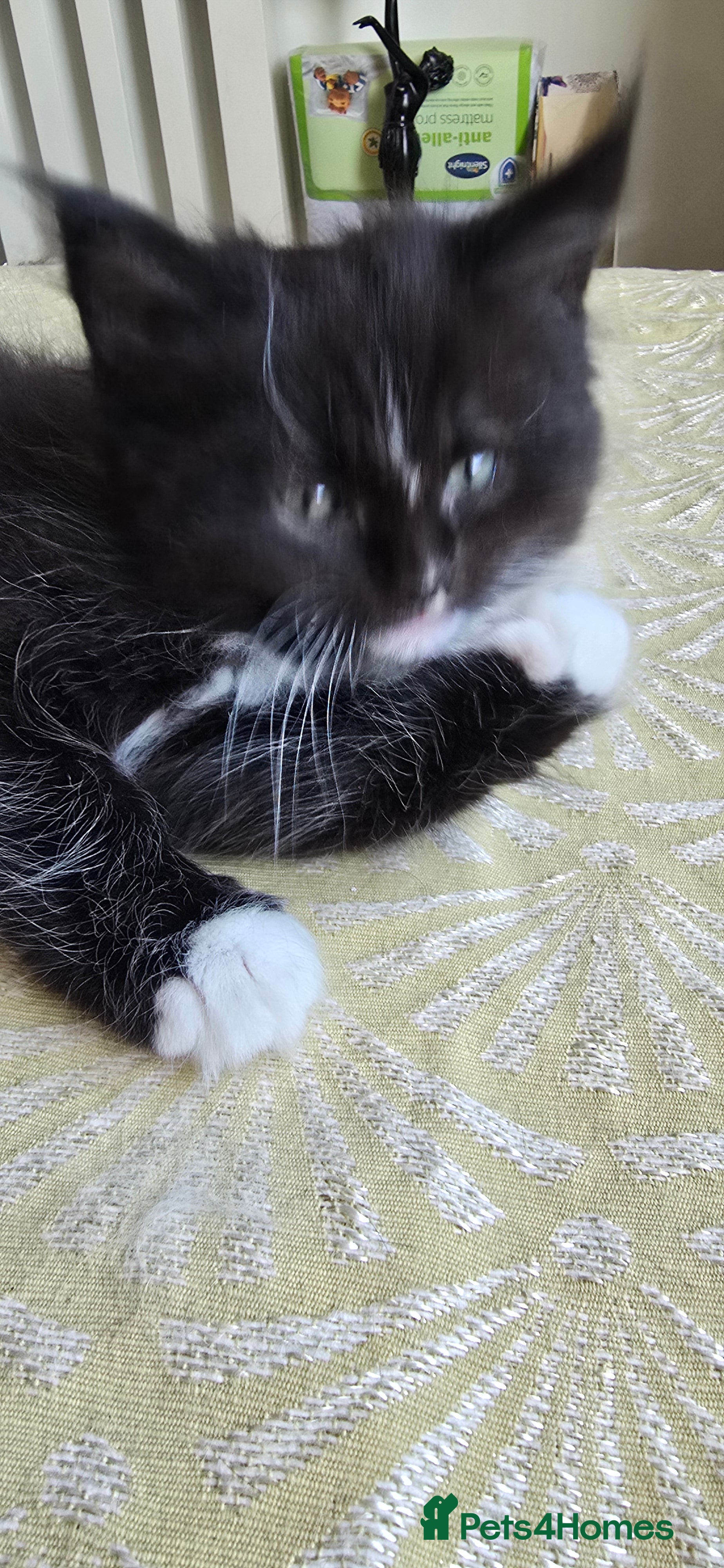 Mixed Breed cats Ragdoll/Maincoon mix - Advert 2