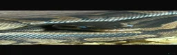Boa Snake reptiles for sale: Mixed ball pythons with complete setup  - Advert 3