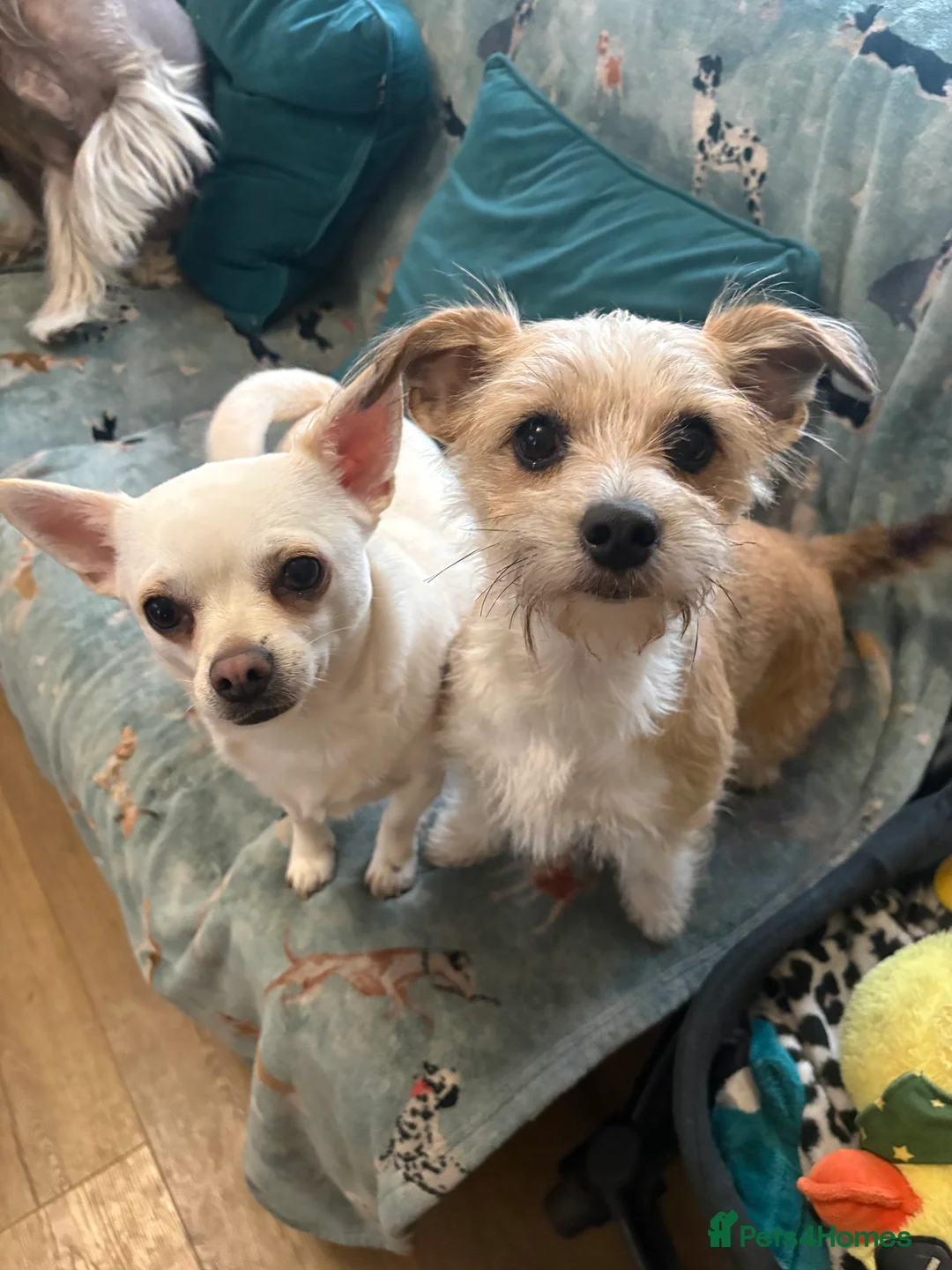 Chihuahua dogs for sale: Neutered 2yr old cream male chihuahua for sale - Advert 1