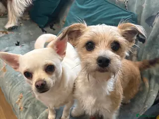 Chihuahua dogs Neutered 2yr old cream male chihuahua for sale - Advert 1