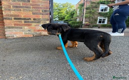 Rottweiler dogs for sale: Rottweiler puppy  - Image 2
