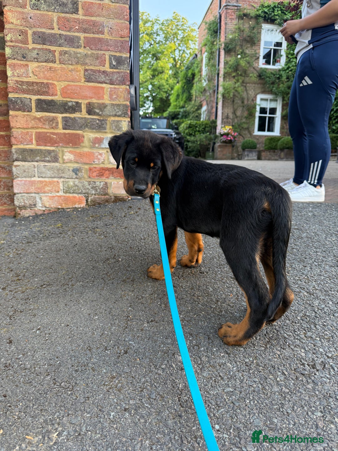 Rottweiler dogs for sale: Rottweiler puppy  - Image 2
