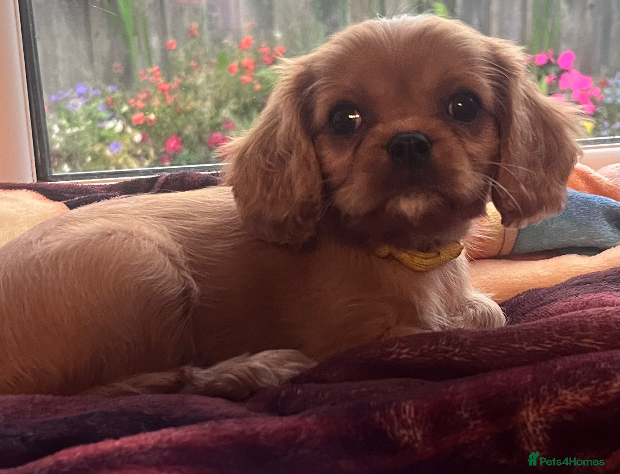 Cavalier King Charles Spaniel dogs Beautiful CKCS Boys  - Advert 6