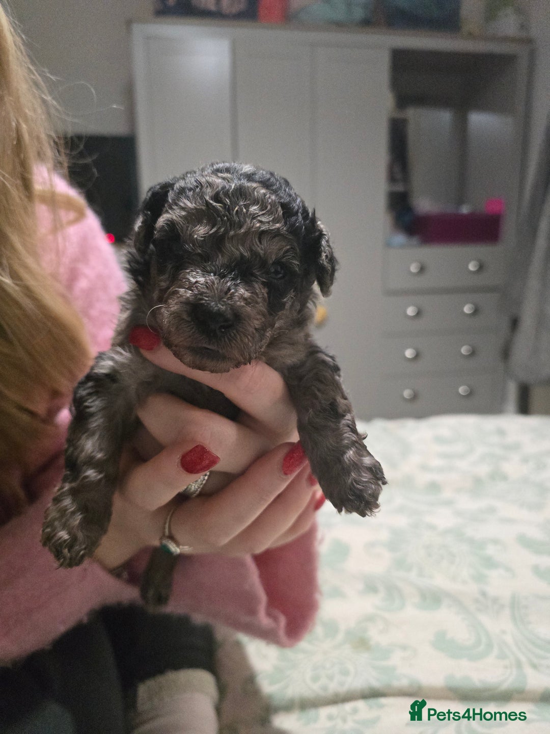 Miniature Poodle dogs for sale: Miniture poodles for sale 2 girls 2 boys - Advert 9