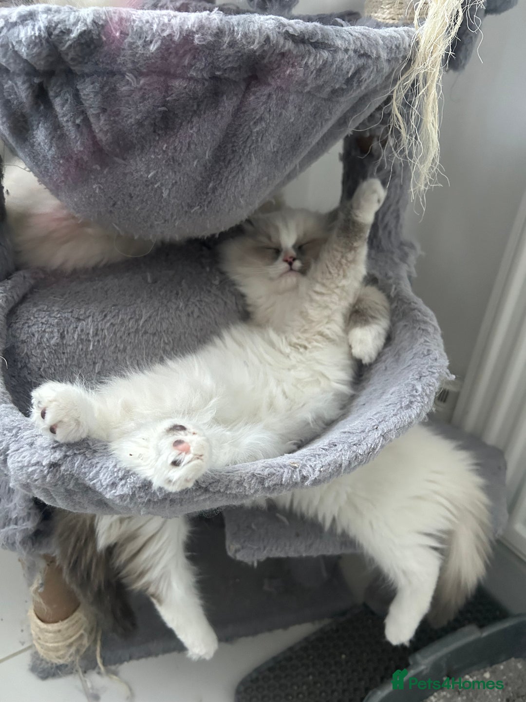 Ragdoll cats for sale: **Extra fluffy, TICA reg ragdoll baby** - Advert 5