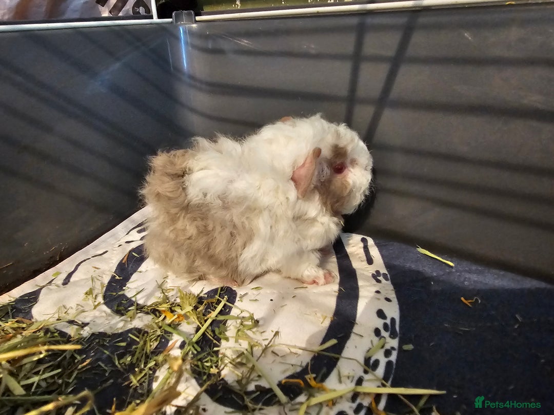 Guinea Pig rodents for sale: 3 Adorable Lunkarya available  - Image 6