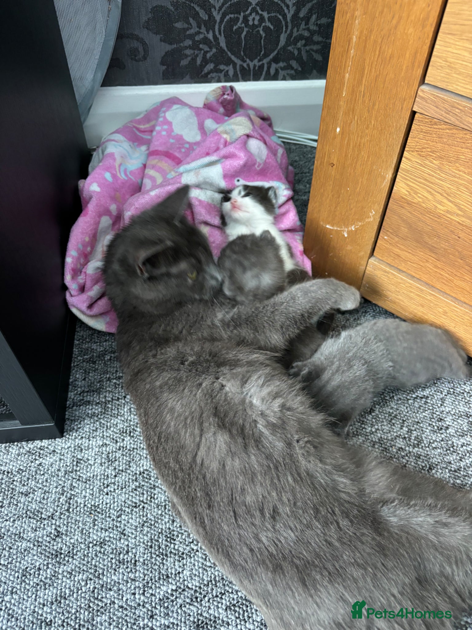 British Shorthair cats Adorable British shorthair cross kittens for sale - Advert 15