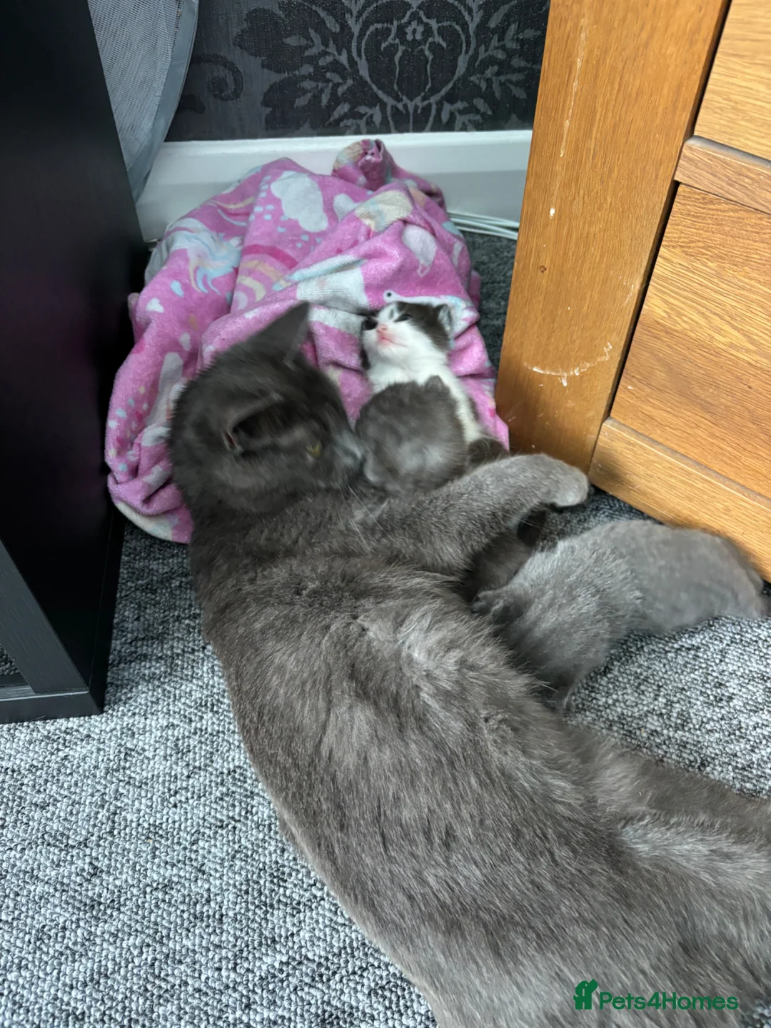 British Shorthair cats for sale: Adorable British shorthair cross kittens for sale in Chatham - Advert 1