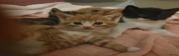 Mixed Breed cats for sale: 4 kittens ready for forever homes in Bridgwater - Advert 3