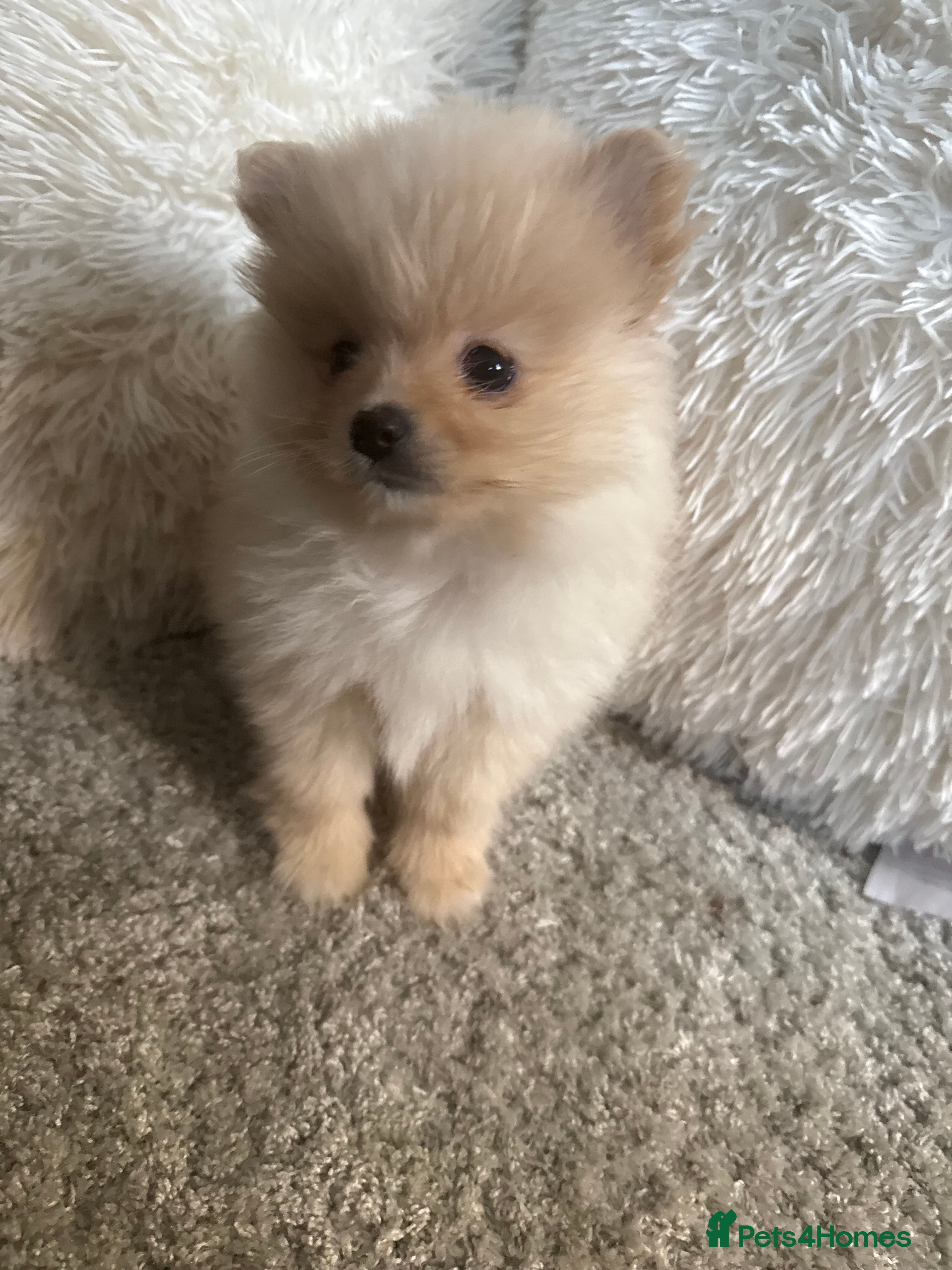 Pomeranian dogs Beautiful Pomeranian girl.  - Advert 1